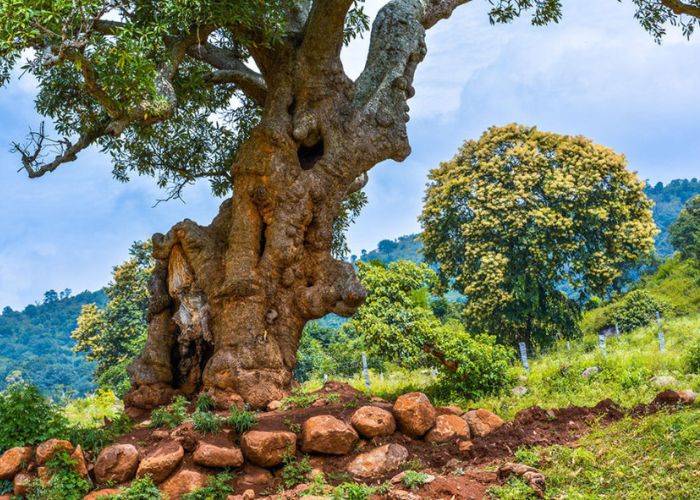 Places to visit Yelagiri photo 15